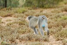 Grüne Meerkatzen (56 von 67).jpg